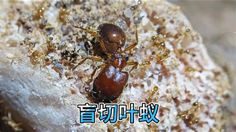 螞蟻 大量 出現 徵兆|蟻羣肆虐？3步除蟲